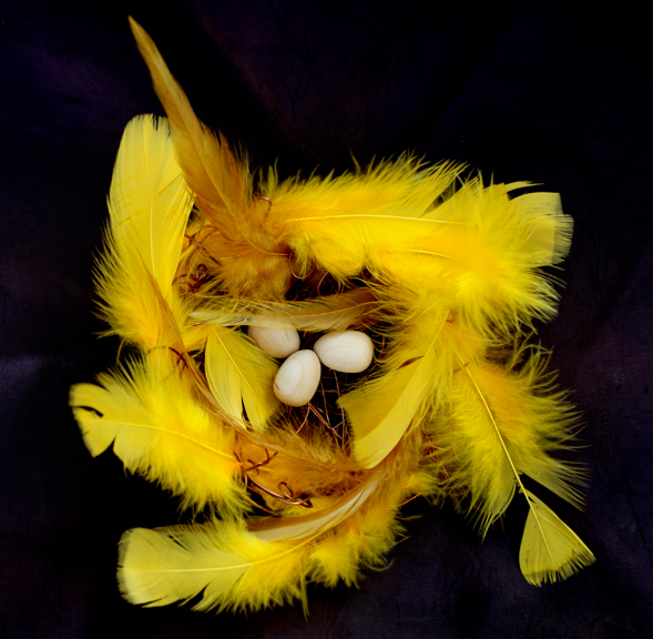 Yellow feather nest